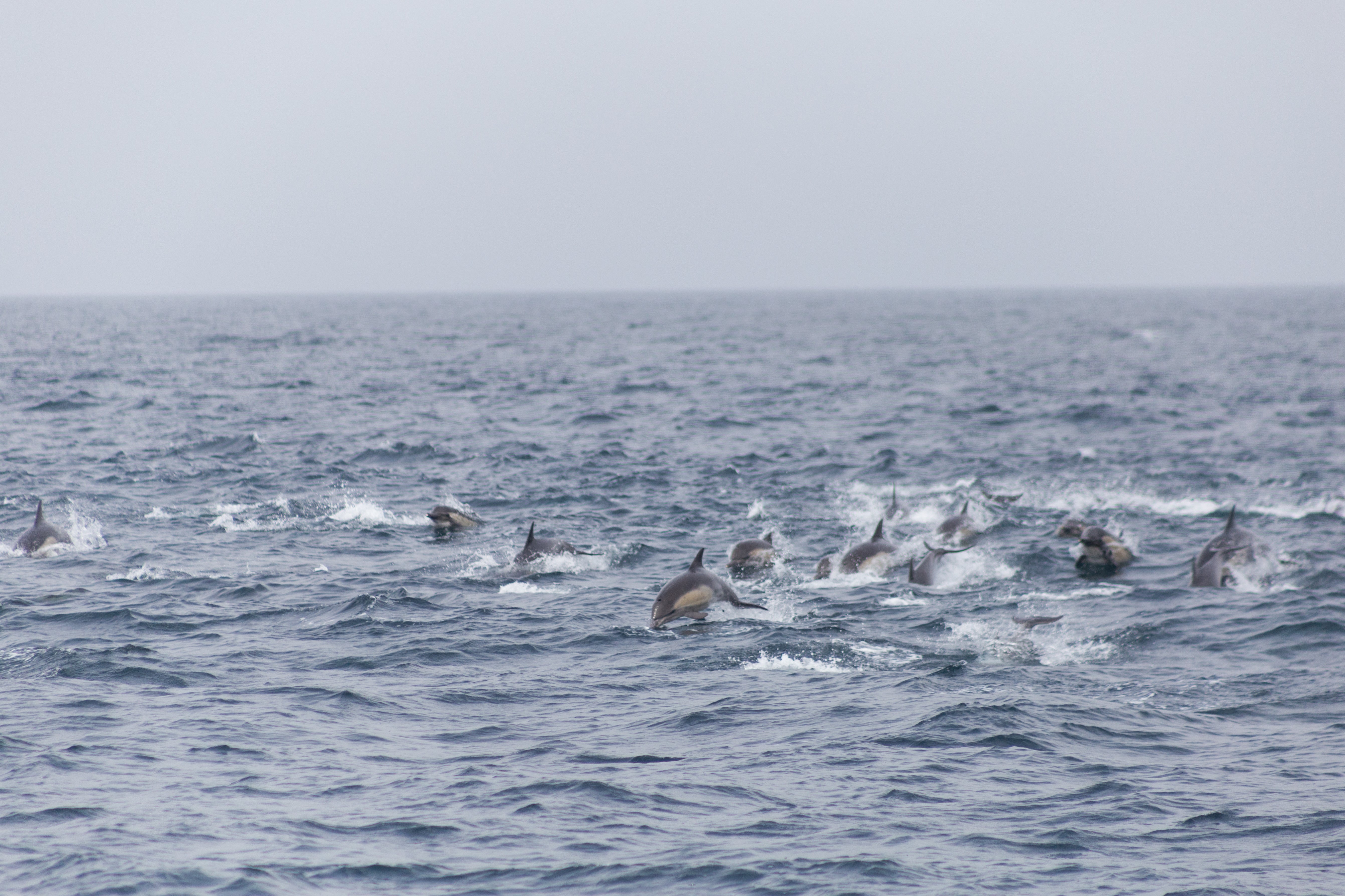 Dolphins dive around the Californian Channel Islands