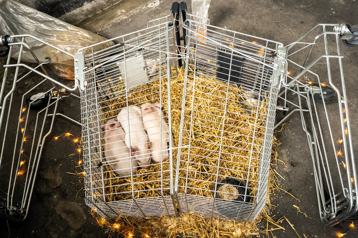 Piglets left to starve as part of a controversial art exhibition in Denmark have been stolen