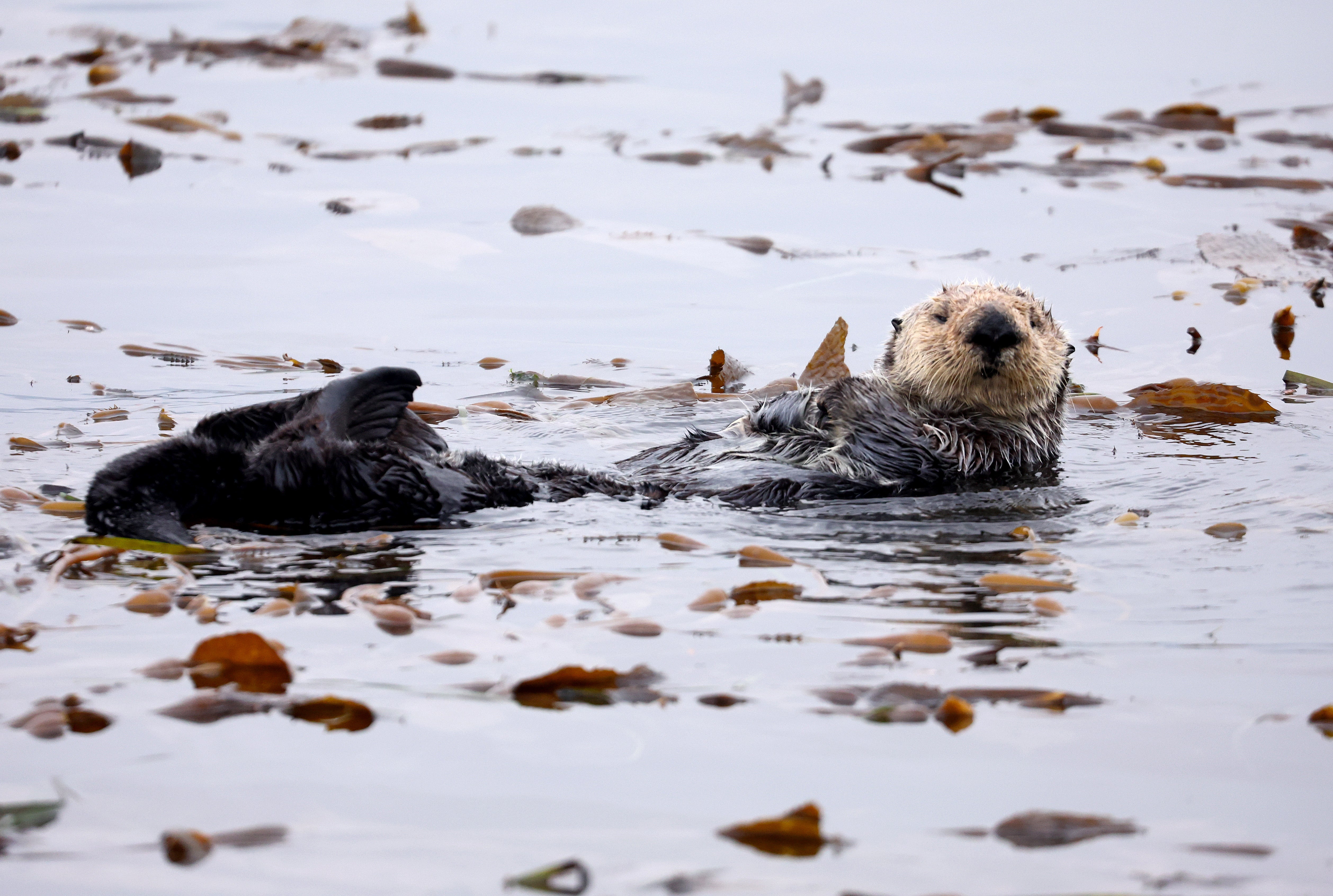 Sea otters are a keystone species, meaning they help to hold their ecosystem together. But, the otters are threatened by climate change and other hazards