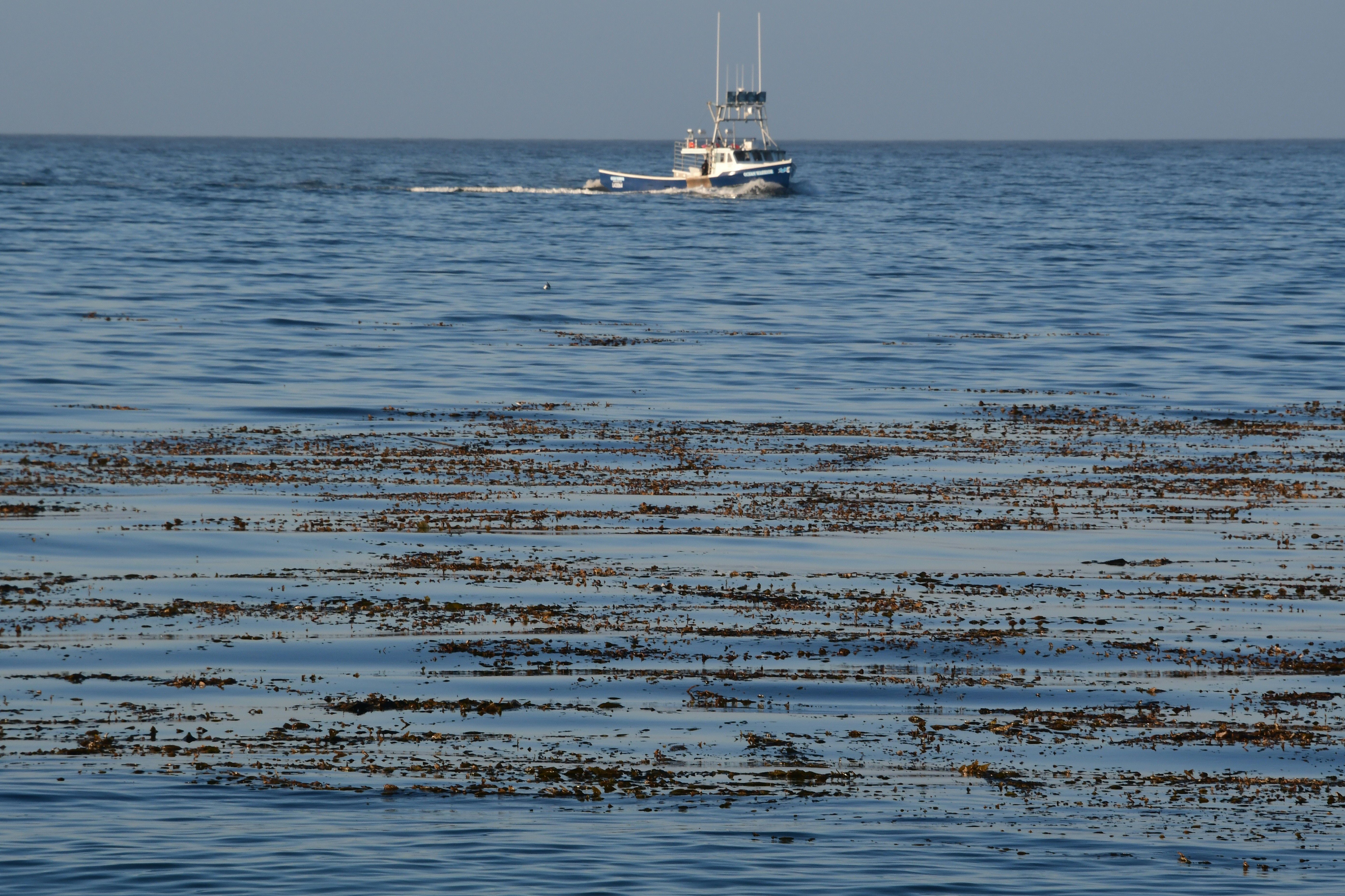 Sea otters rely on kelp in the ocean to provide shelter and sustenance. The marine mammals also help to restore kelp forests, controlling populations of sea urchins that devour the algae. Now, scientists say they know why some places bounce back quicker than others