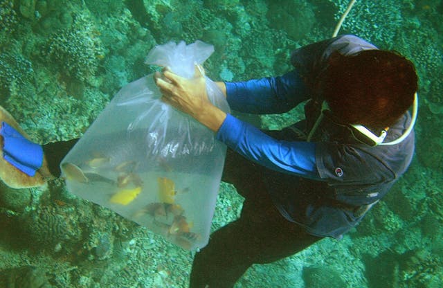 <p>File. A fisherman uses piped oxygen from a compressor and a plastic bag as he dives to catch aquarium fish in the Verde sea passage south of Manila, Philippines </p>