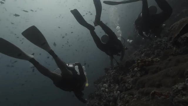 <p>Footage shows divers in violent currents moments before fatal shark attack </p>