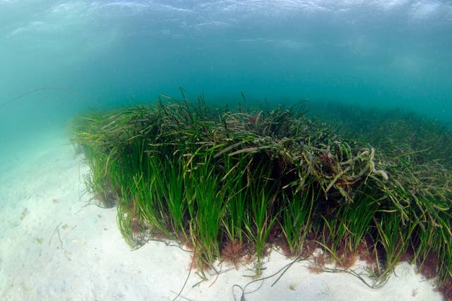 Seagrass is home to thousands of species, providing food and shelter (Ben James/NatureScot/PA)