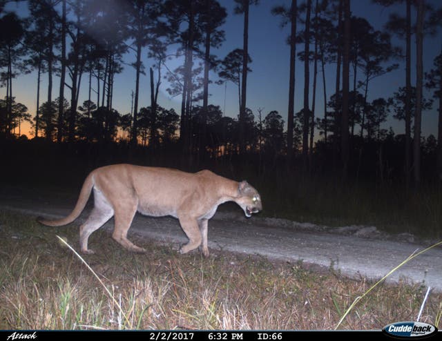 <p>This image from a US Fish and Wildlife Service motion-activated camera shows a Florida panther at Florida Panther National Wildlife Refuge</p>