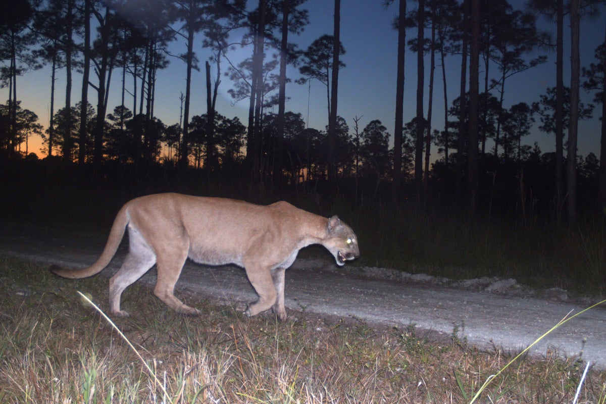 https://static.independent.co.uk/2025/03/01/05/Florida_Panther_69534.jpg?width=1200&height=800&crop=1200:800