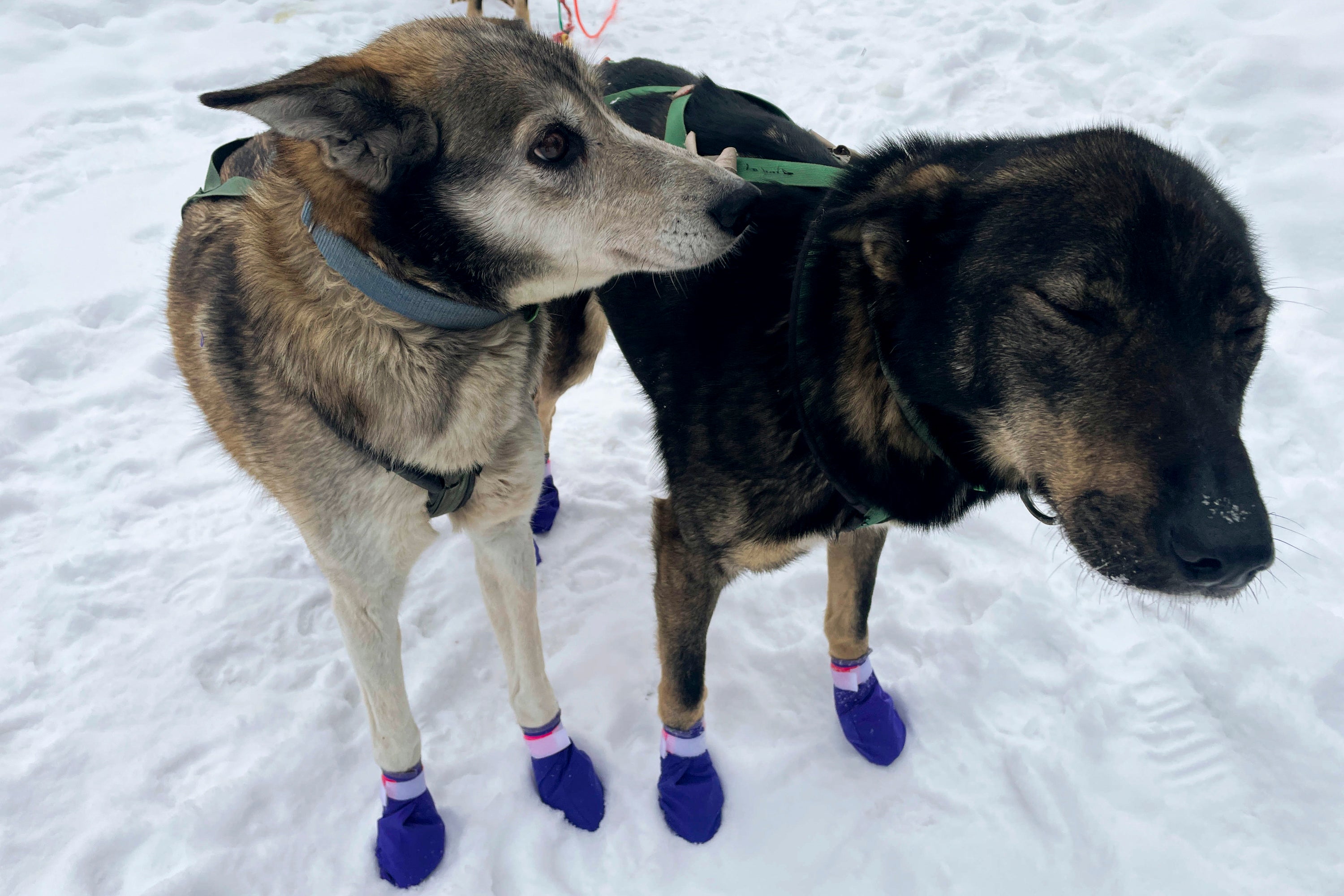 Only 33 mushers will start this year’s race, tied with 2023 for the smallest field ever