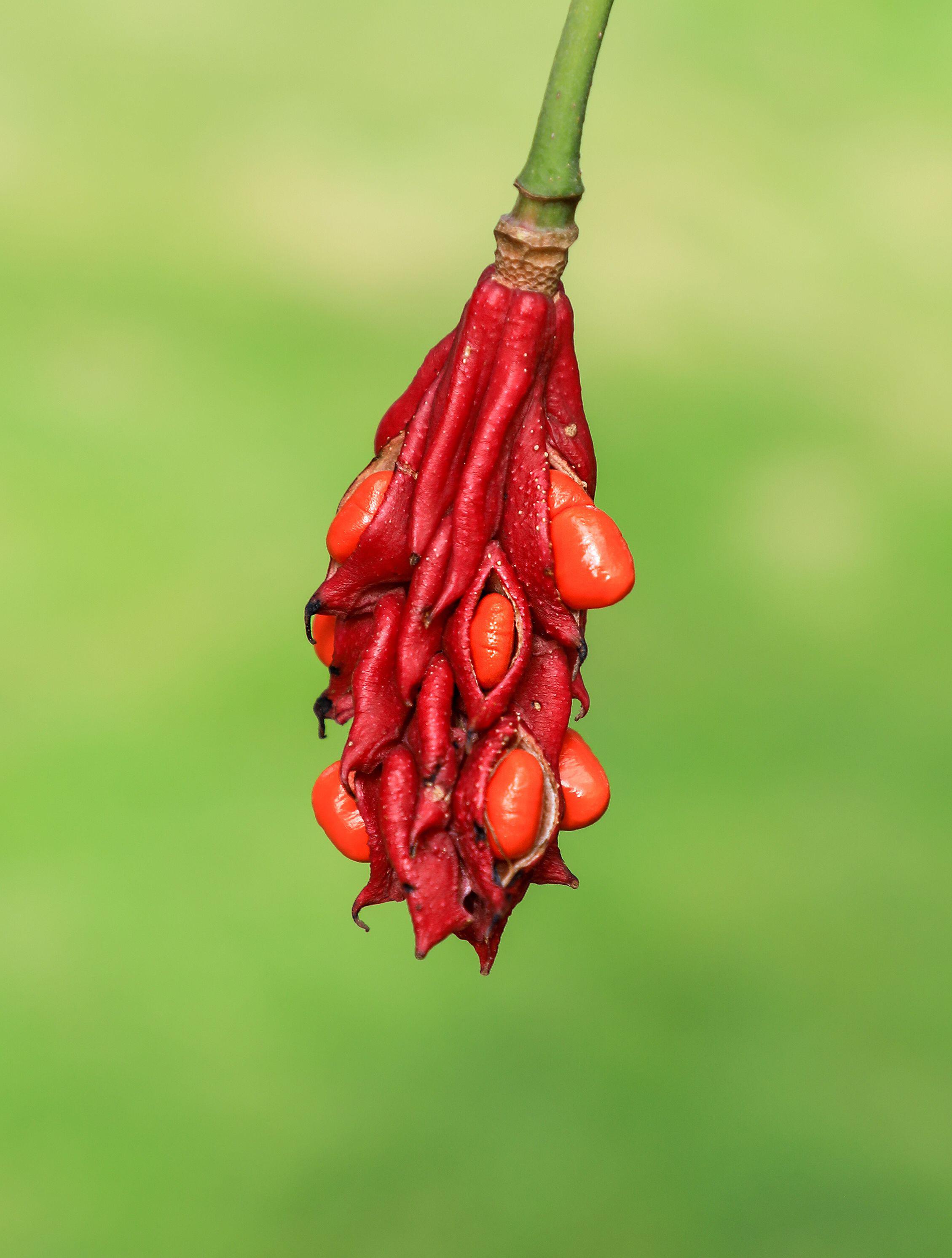 A magnolia seed pod