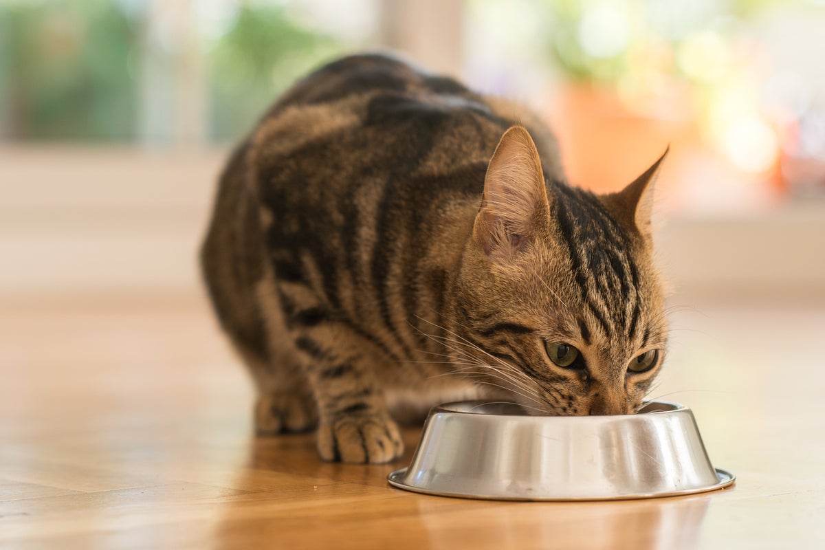 Cat food recalled due to possible bird flu contamination Cat food recalled due to possible bird flu contamination