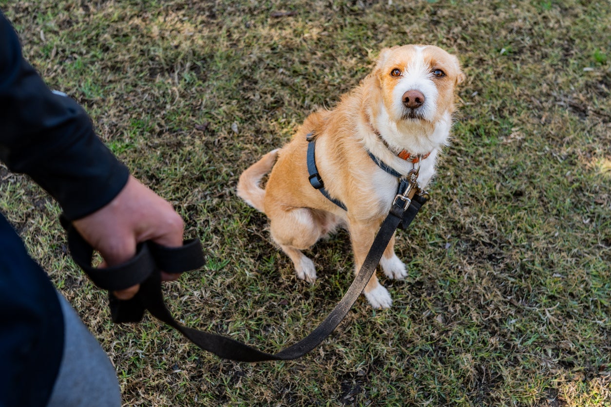 Many people underestimate the positive impact of pets on their lives