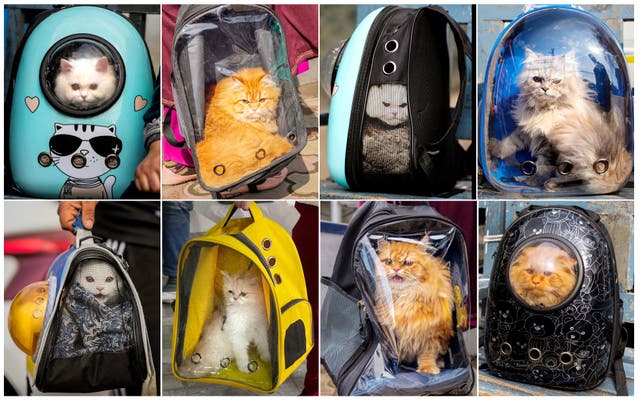 India Kashmir Cats Photo Gallery