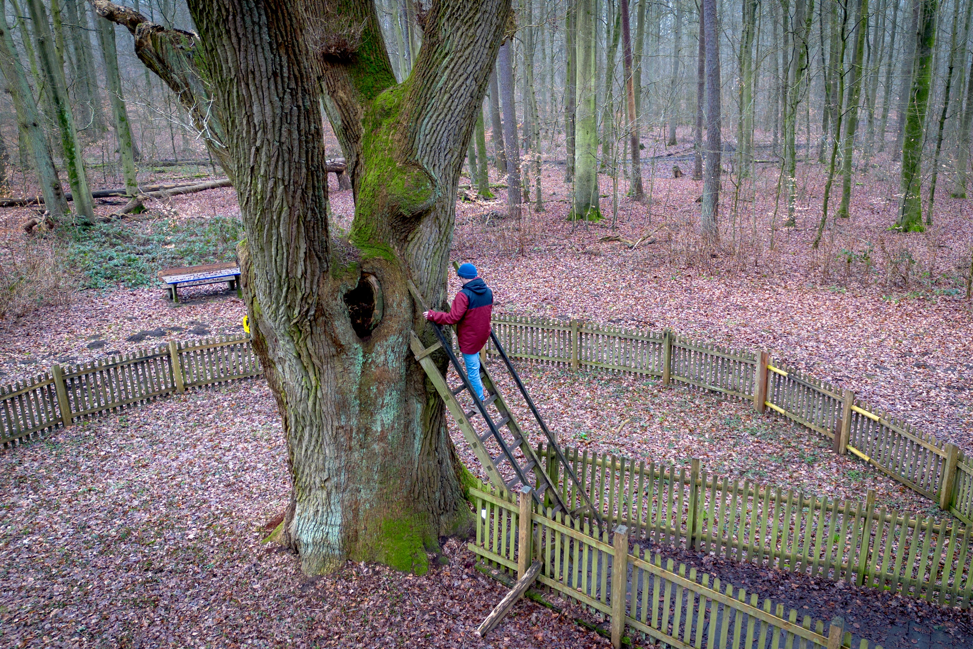 A passerby climbs up a ladder of the Bridegroom's Oak