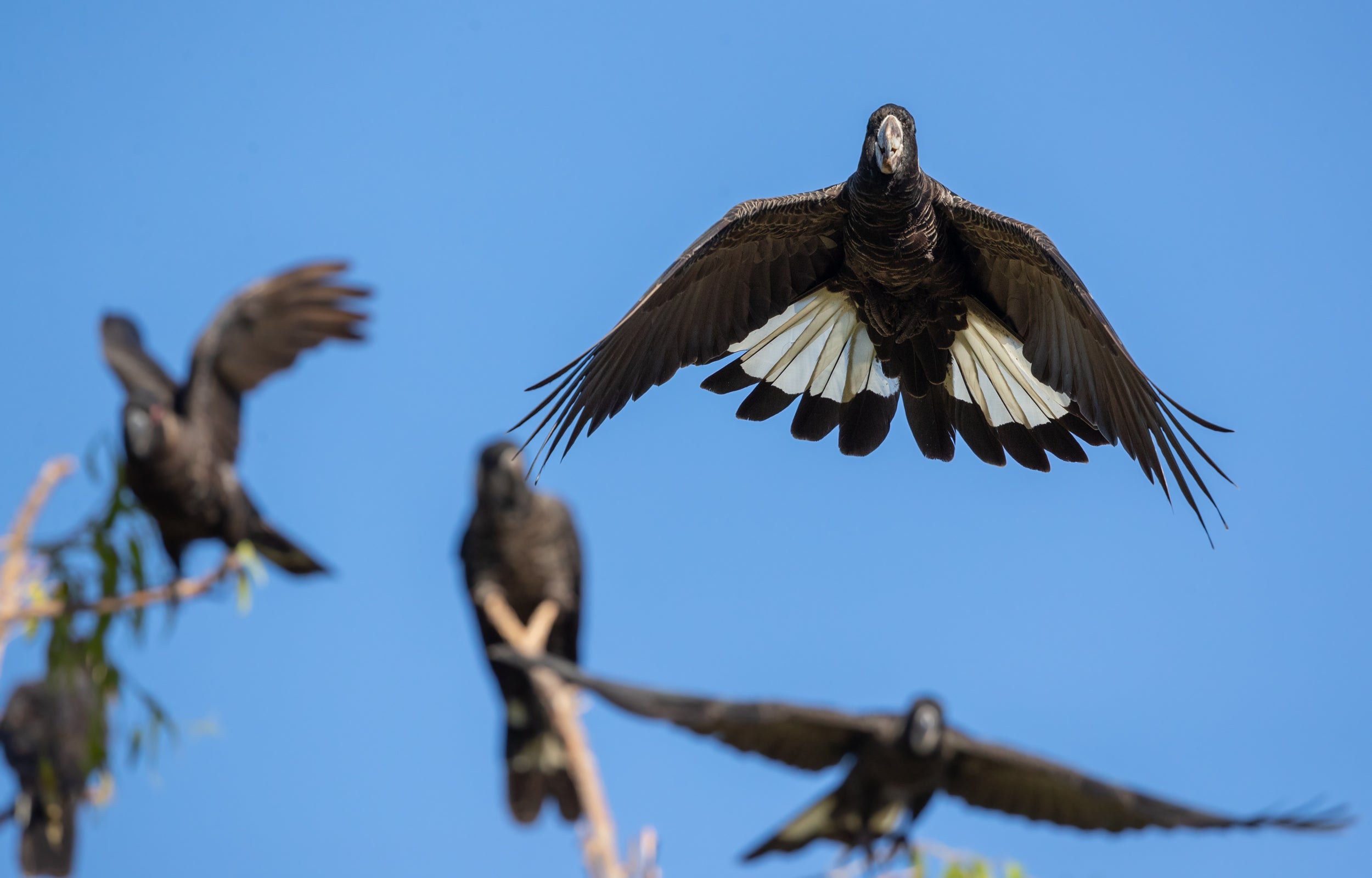 Carnaby’s black cockatoo is one of the species that forms the basis of the case