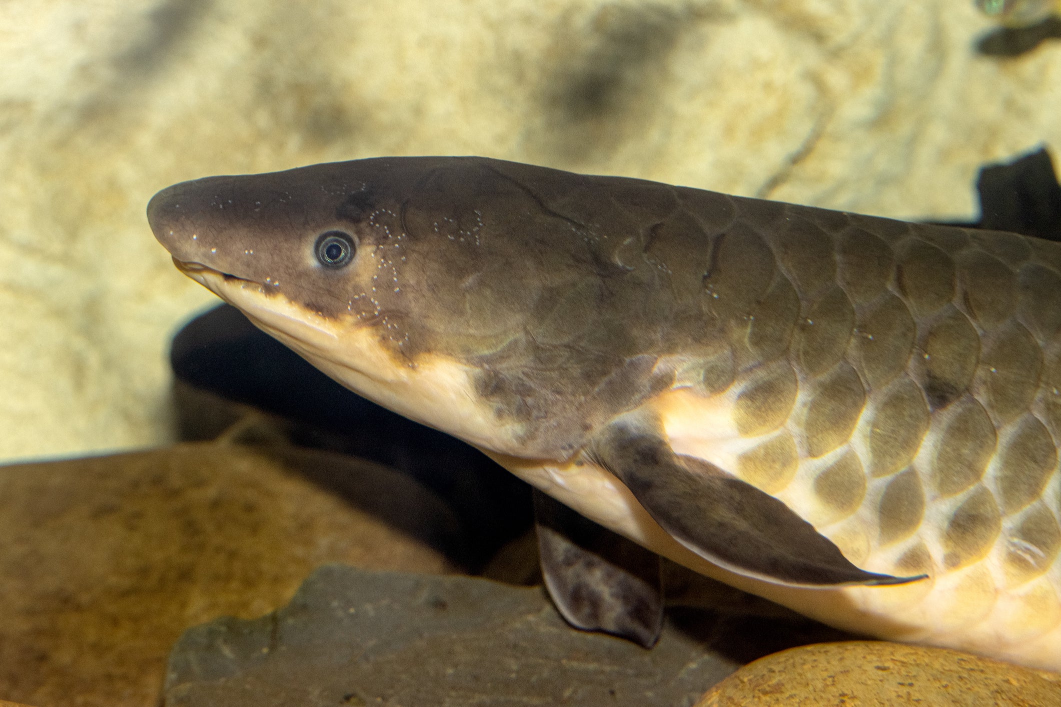 The Australian Lungfish