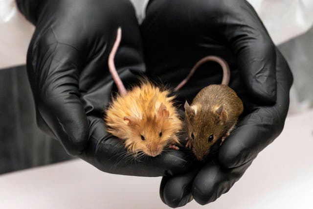 <p>A genetically modified woolly mouse, left, next to a regular mouse</p>