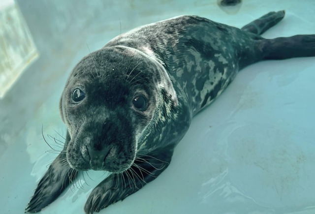 <p>Chappy, a gray seal cub who was found stranded on the streets of New Haven, Connecticut in February, has died from gastrointestinal issues</p>