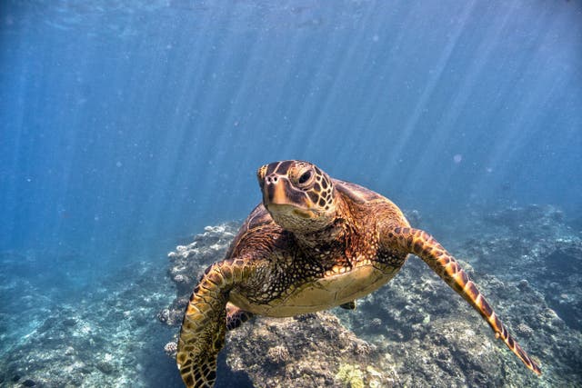 <p>A Disney star has been forced to apologize after fans slated her for touching several rare Honu turtles in Hawaii while on vacation </p>