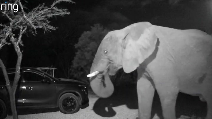 <p>Elephant captured walking up couple's driveway on Ring doorbell camera</p>