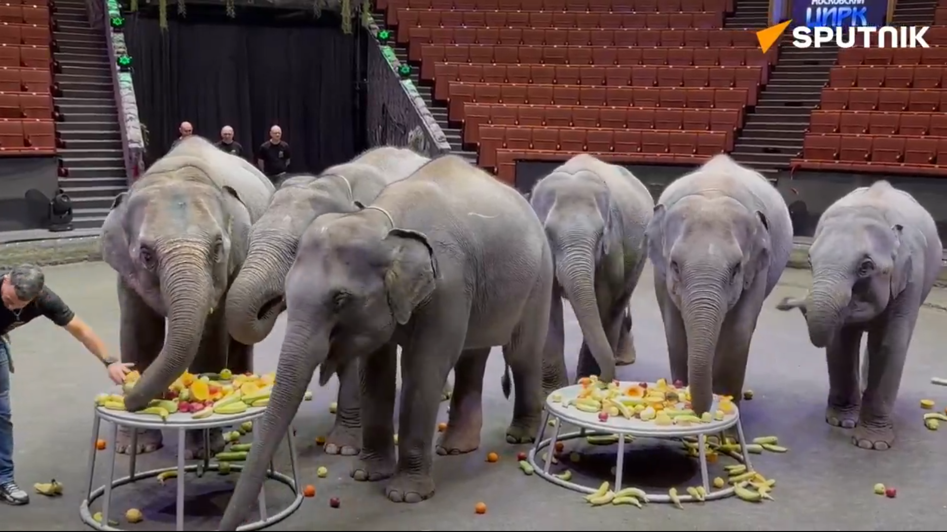 Six baby elephants sent by Myanmar