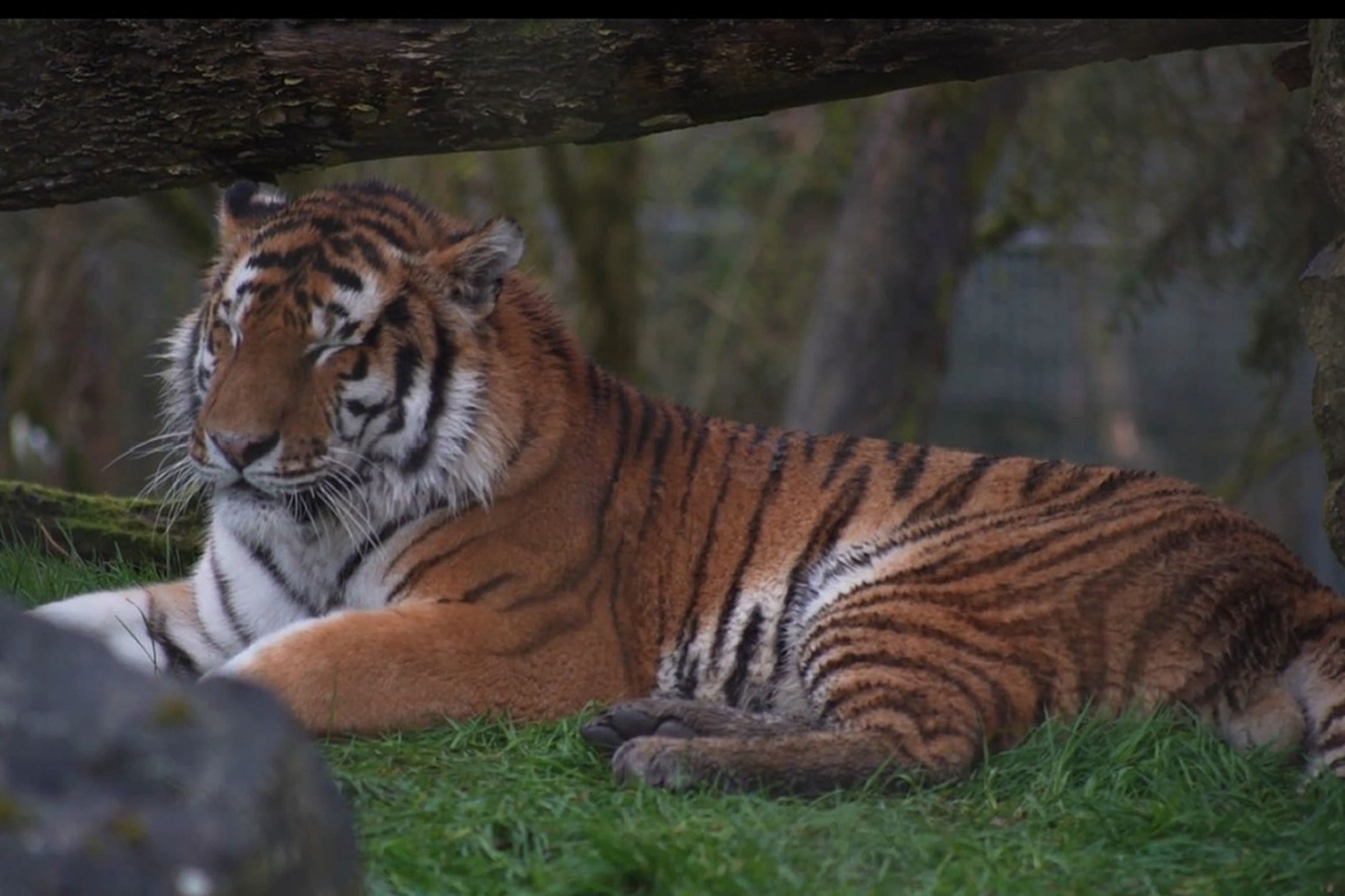 Pasha, a five-year-old Amur tiger which has recently arrived at Marwell Zoo (Marwell Zoo/PA)