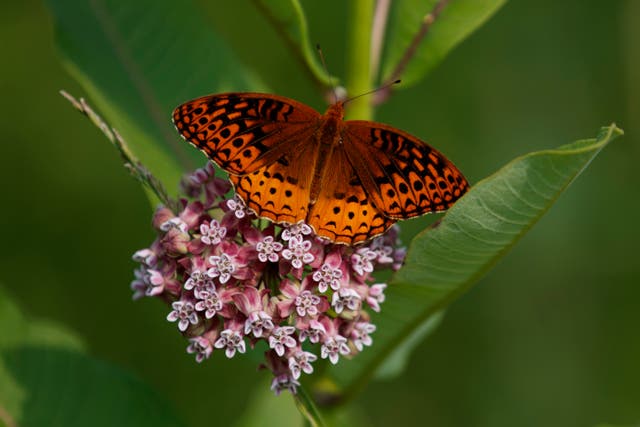 Disappearing Butterflies