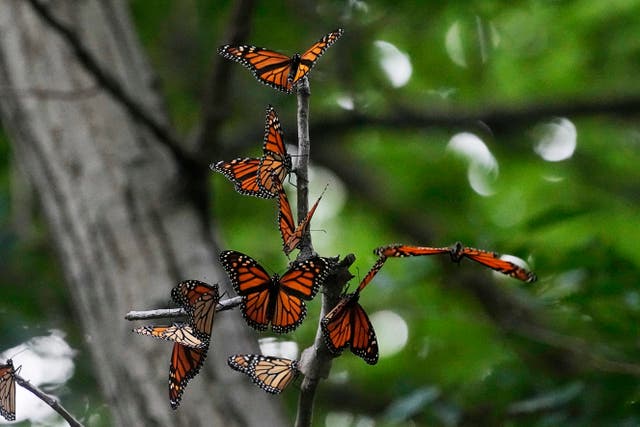 MÉXICO-MARIPOSAS MONARCA