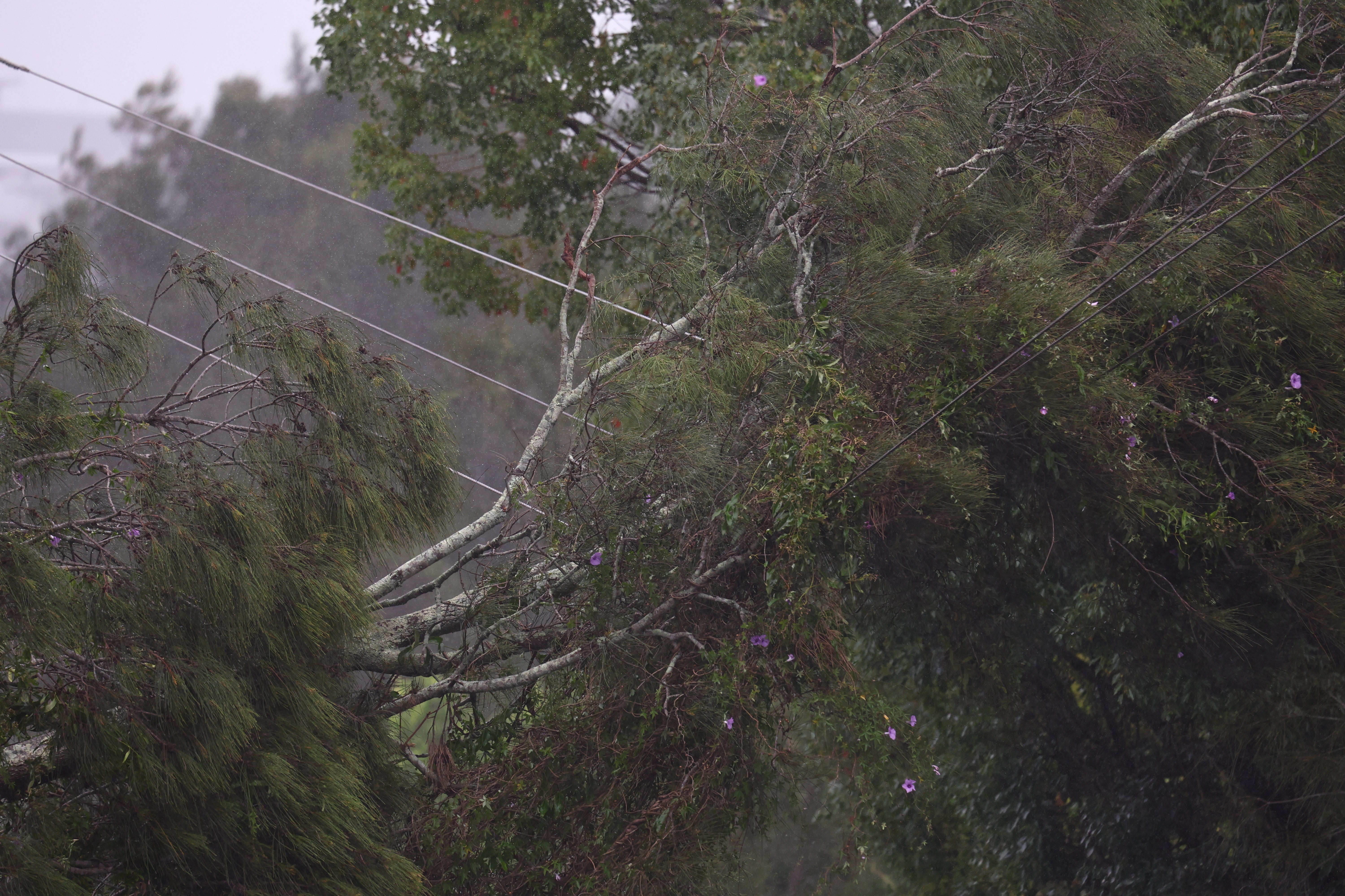 A tree fell on power lines at Chinderah in Northern New South Wales, Australia, 06 March 2025