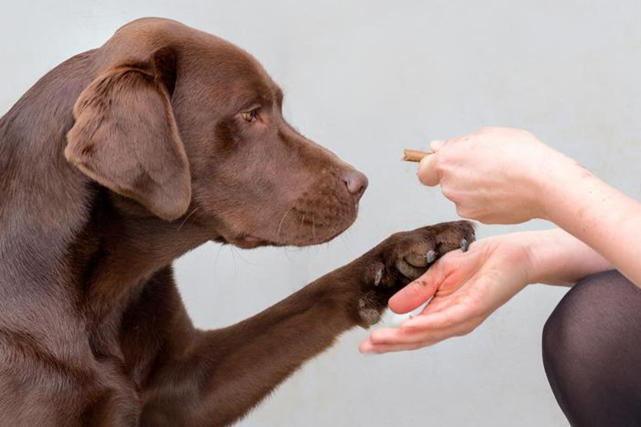 Humans Pating Labrador Scientists discover same ‘hungry genes’ make humans and labradors fat ...