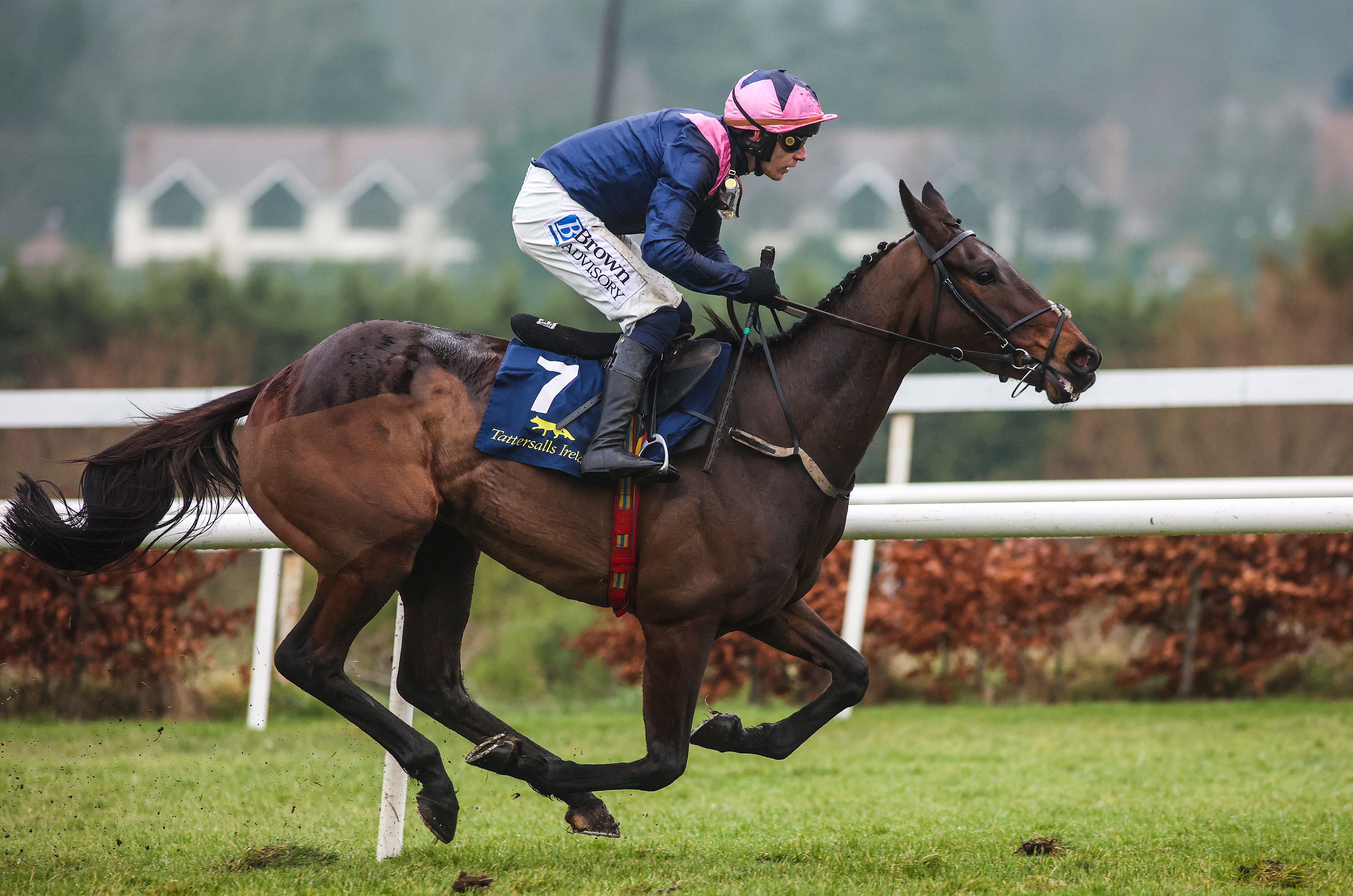 Kopek des Bordes è una delle speranze di Mullins di vincere a Cheltenham nel 2025