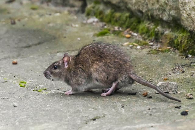 <p>Lassa Fever is transmitted through contact with rodent waste or bodily fluids of infected individuals </p>