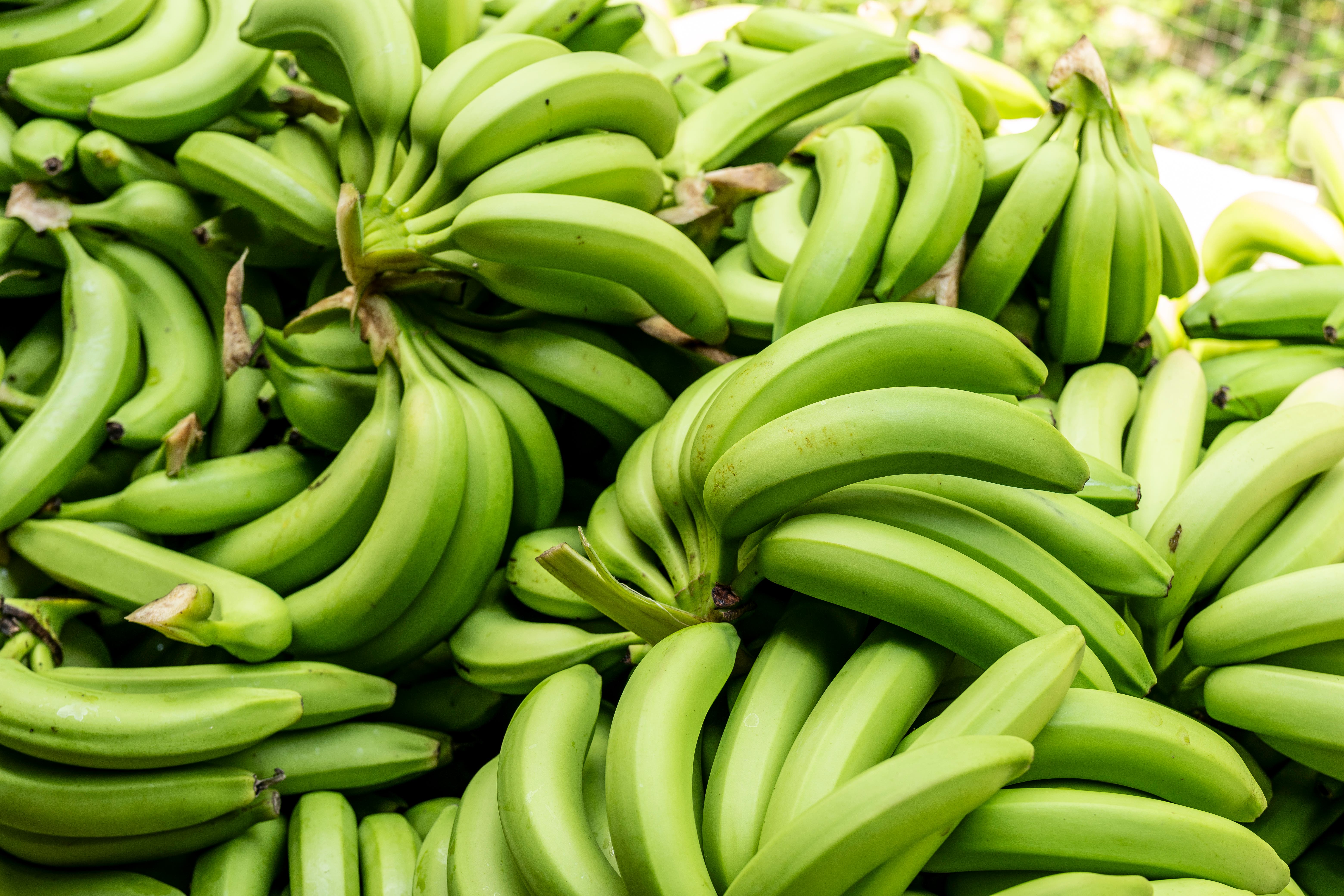 Supplies of bananas should return to normal after shoppers were left disappointed by empty shelves in some supermarkets (Chris Terry/Fairtrade/PA)