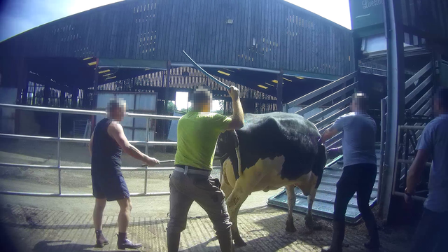 <p>Undercover footage shows farm staff beating the cows with whips, sticks and electric prods </p>