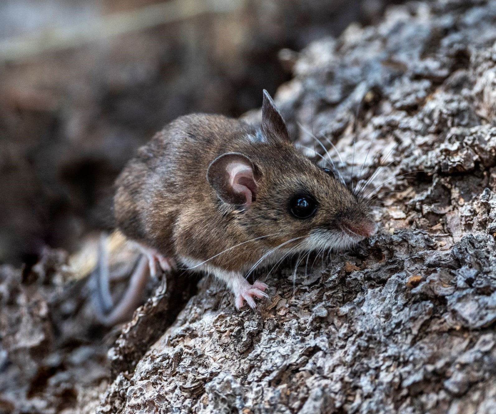 Hantavirus is a virus that is spread through urine, feces or saal of wild rodents. This includes deer mice that extends Hantavirus