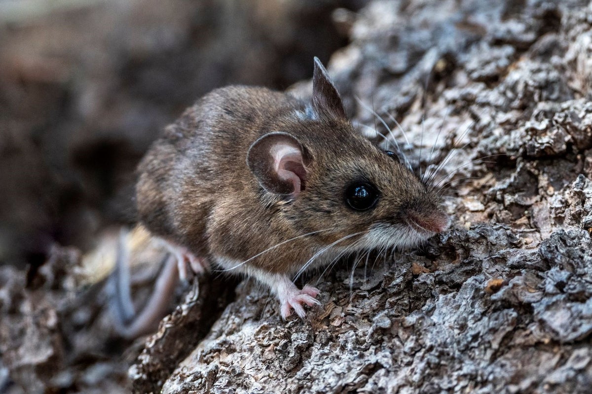 What is hantavirus? What to know about the illness suspected of killing three on board cruise ship – UK Times What is hantavirus? What to know about the illness suspected of killing three on board cruise ship – UK Times