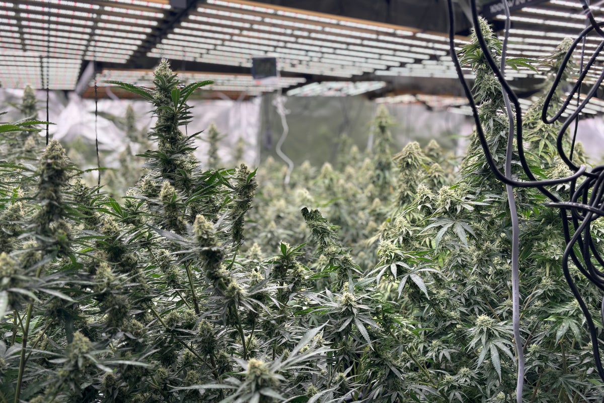 Crackdown on cannabis cultivation sees £48m worth of drugs seized