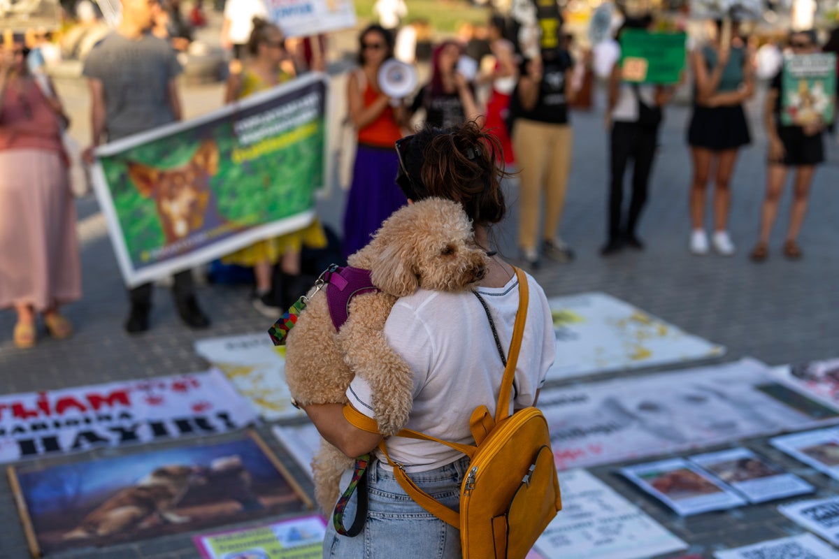 Turkish official vows to enforce controversial law to cull stray dogs after death of a 2-year-old