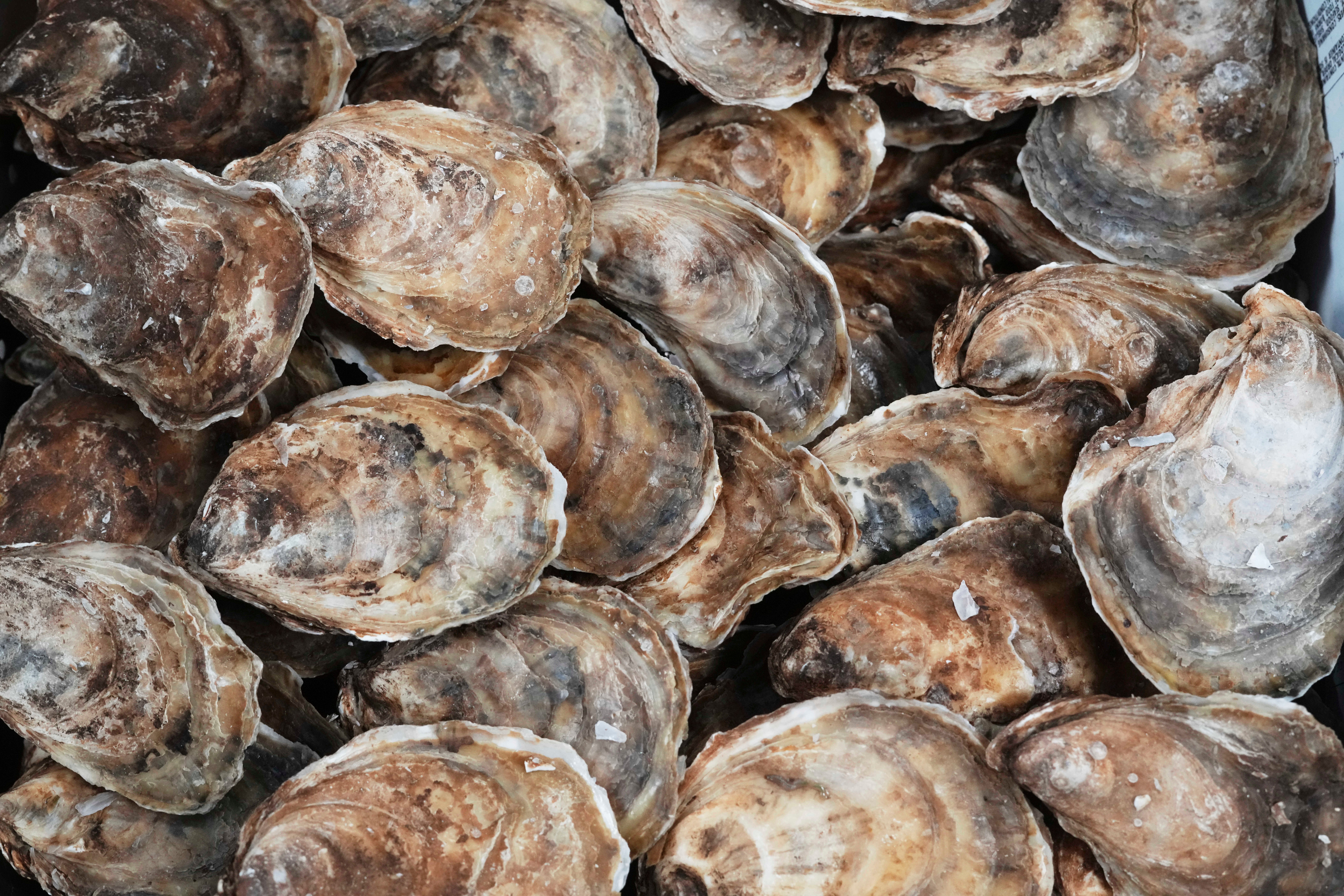 Small Business Tariffs Pricier Oysters