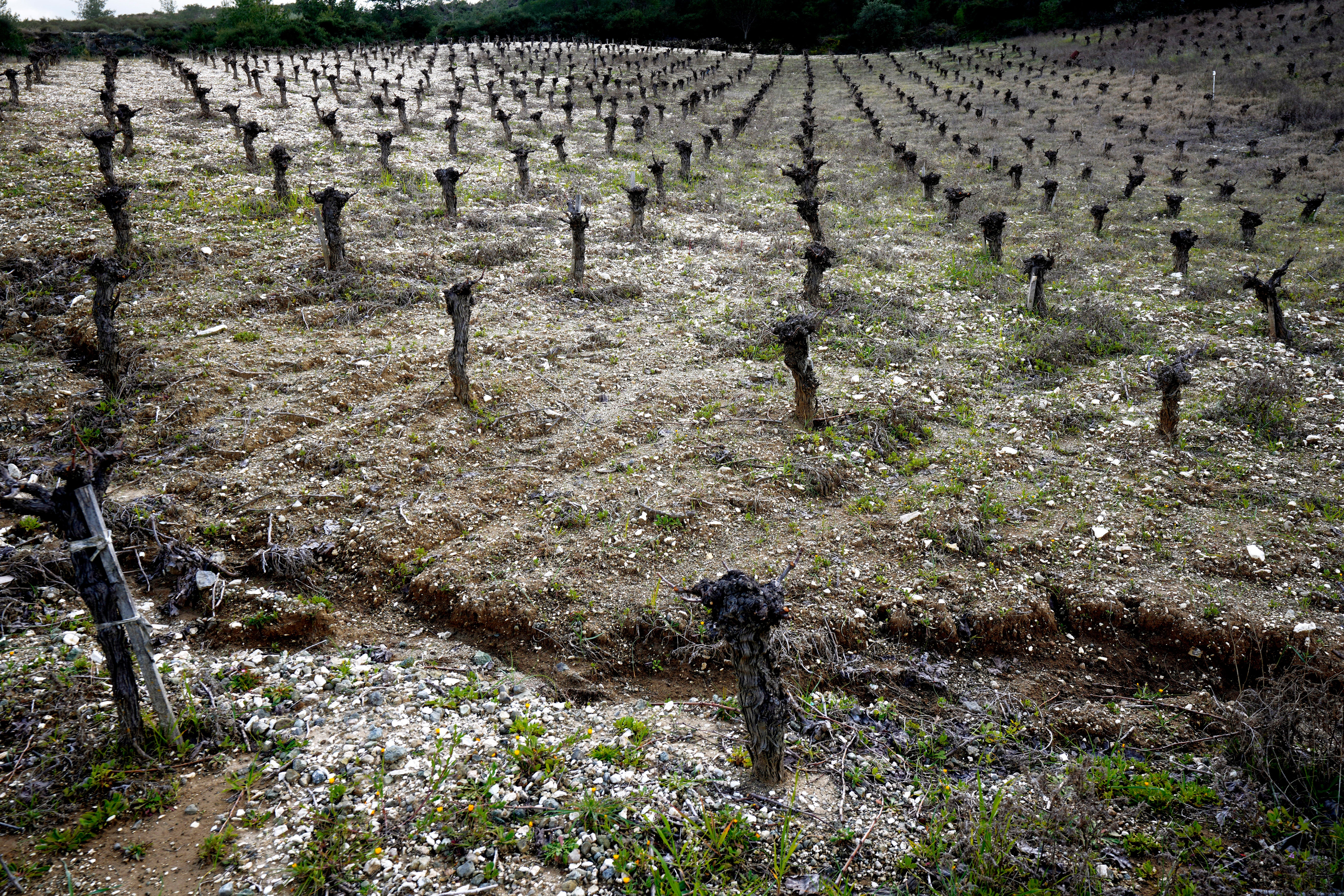 Cyprus Wine of Kings