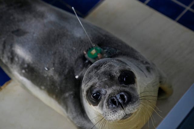 <p>A Mediterranean monk seal at the MOm rehab centre in Greece.</p>