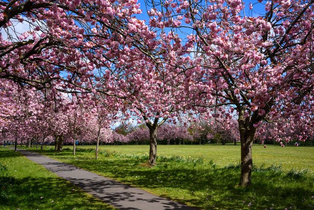 Enjoy the true beauty of spring by growing a cherry blossom tree (Alamy/PA)