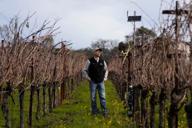 AI Technology Vineyards