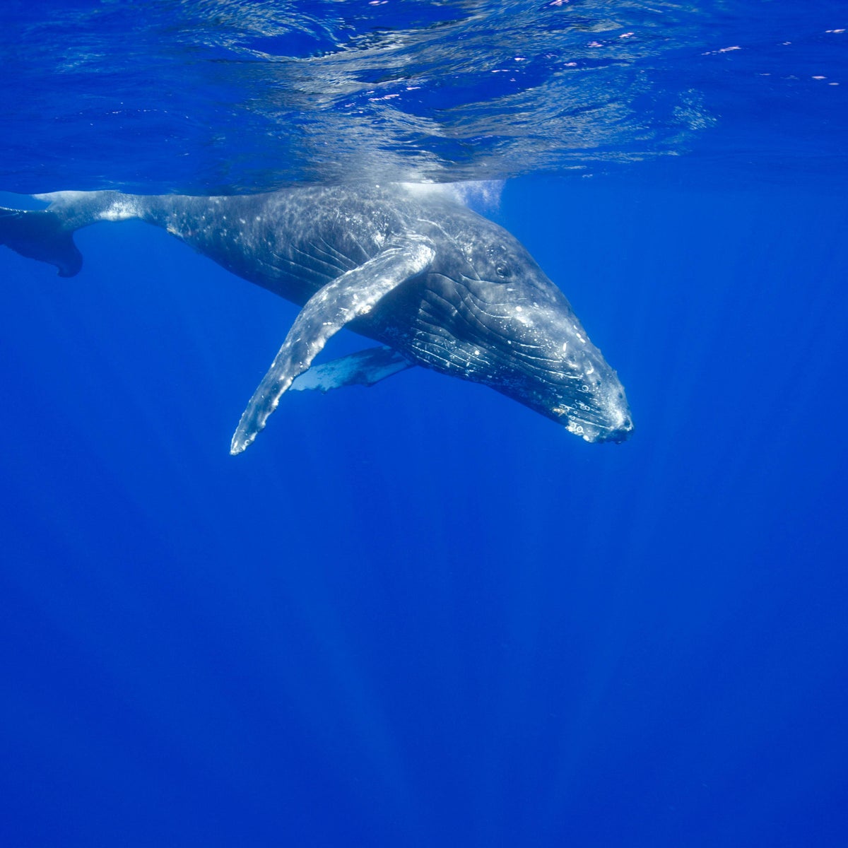 do whales have glutathione Today is a reminder of how important are to the health of our oceans. They help circulate nutrients, support marine productivity, and store significant amounts of carbon throughout their long lifetimes Migrating baleen whales transport high-latitude