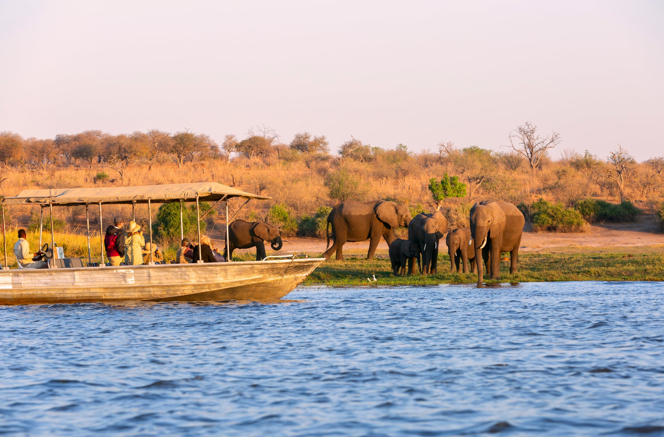 A safari cruise excursion could include seeing elephants in Botswana's Chobe National Park