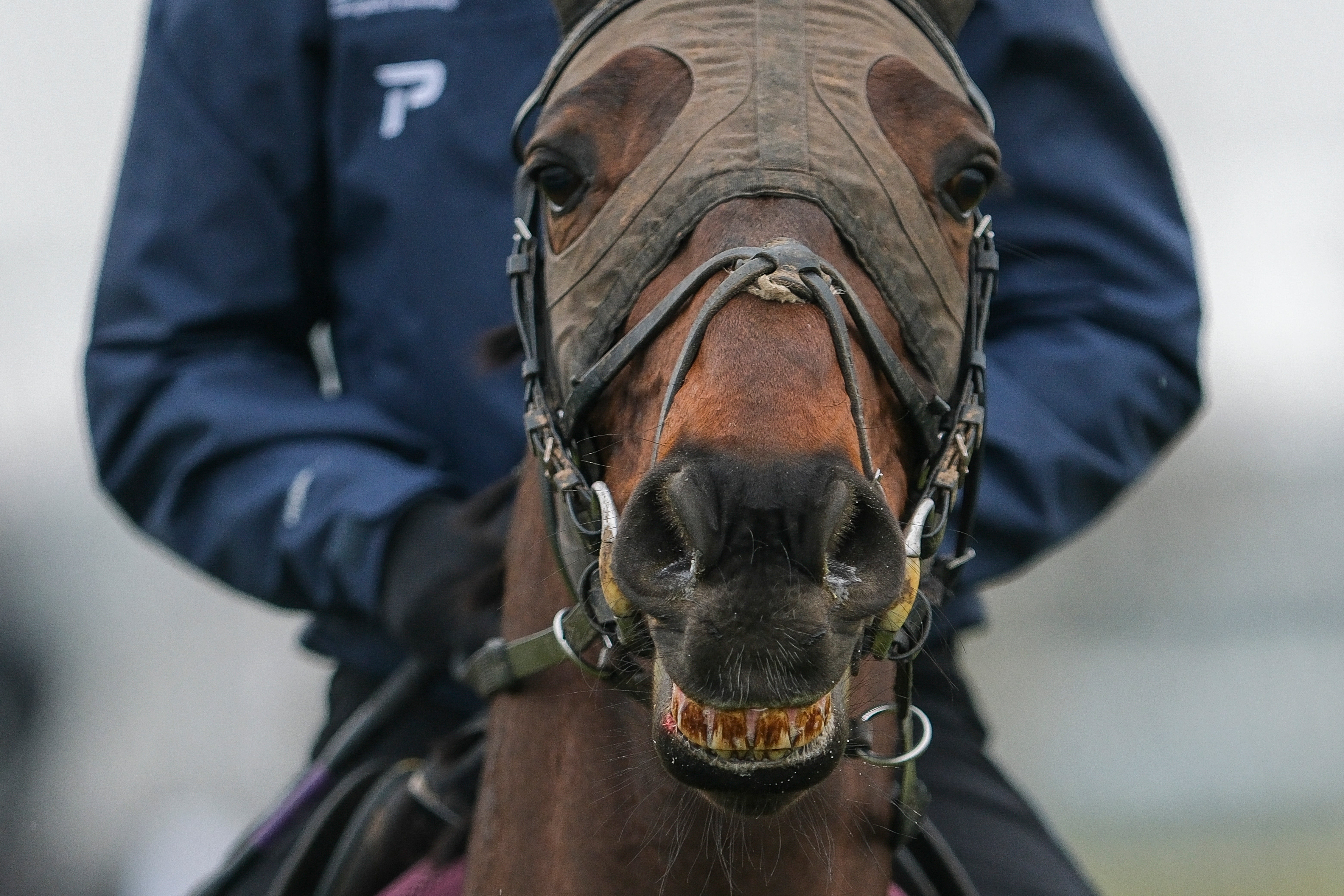 Paul Townend riding Kopek Des Bordes at Cheltenham Racecourse