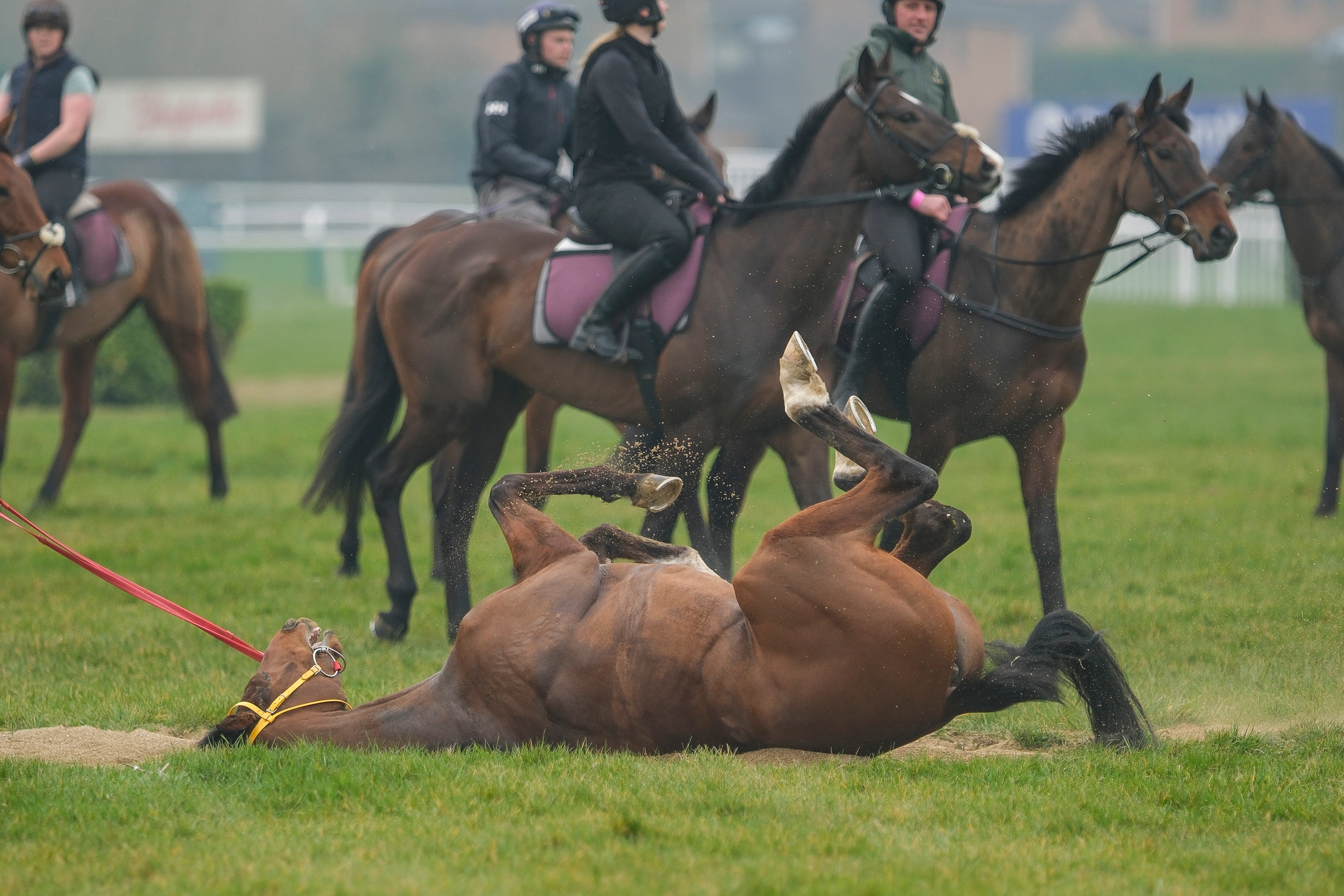 A horse has a roll after exercise at Cheltenham Racecourse