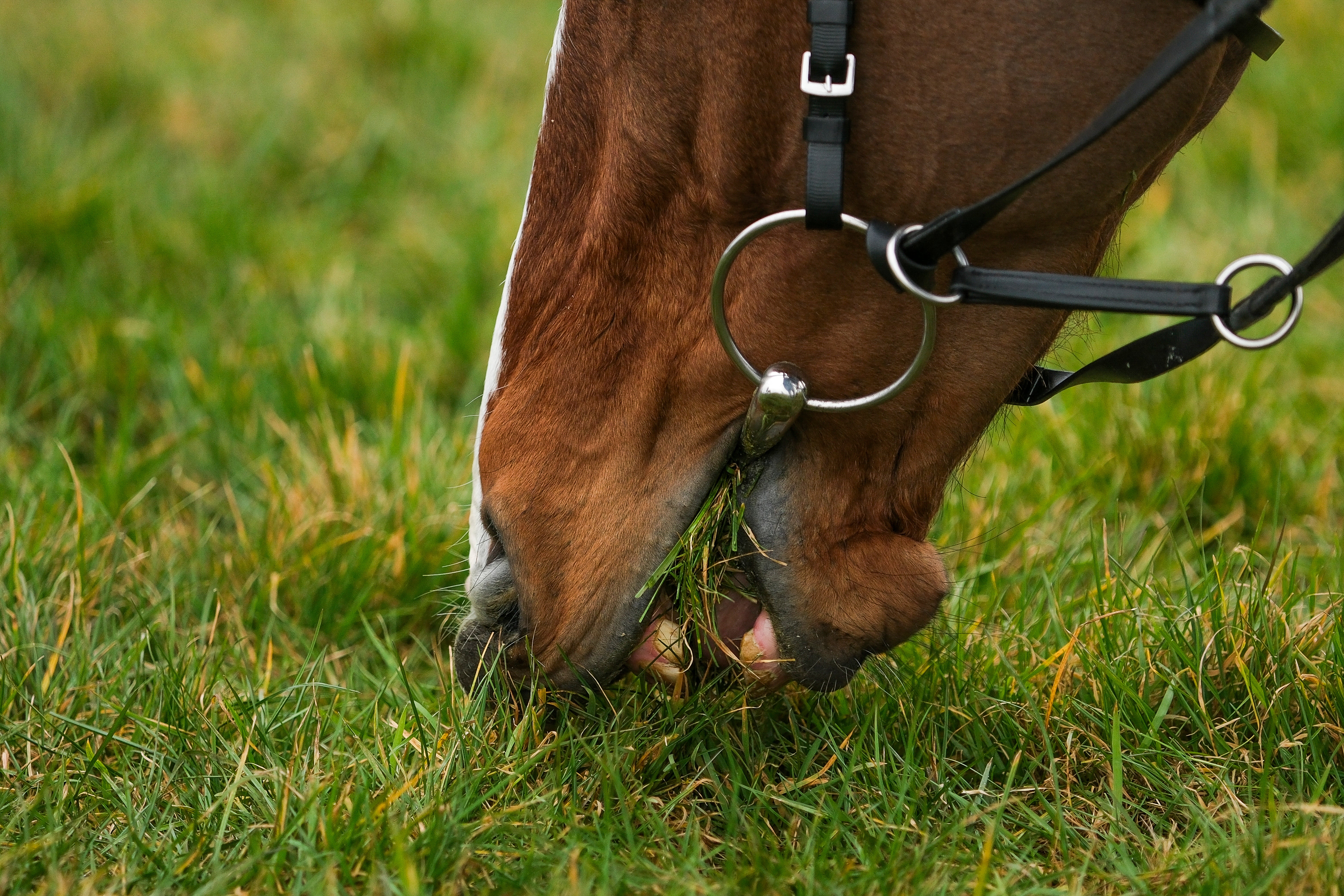 A horse takes a pick of grass at Cheltenham Racecourse