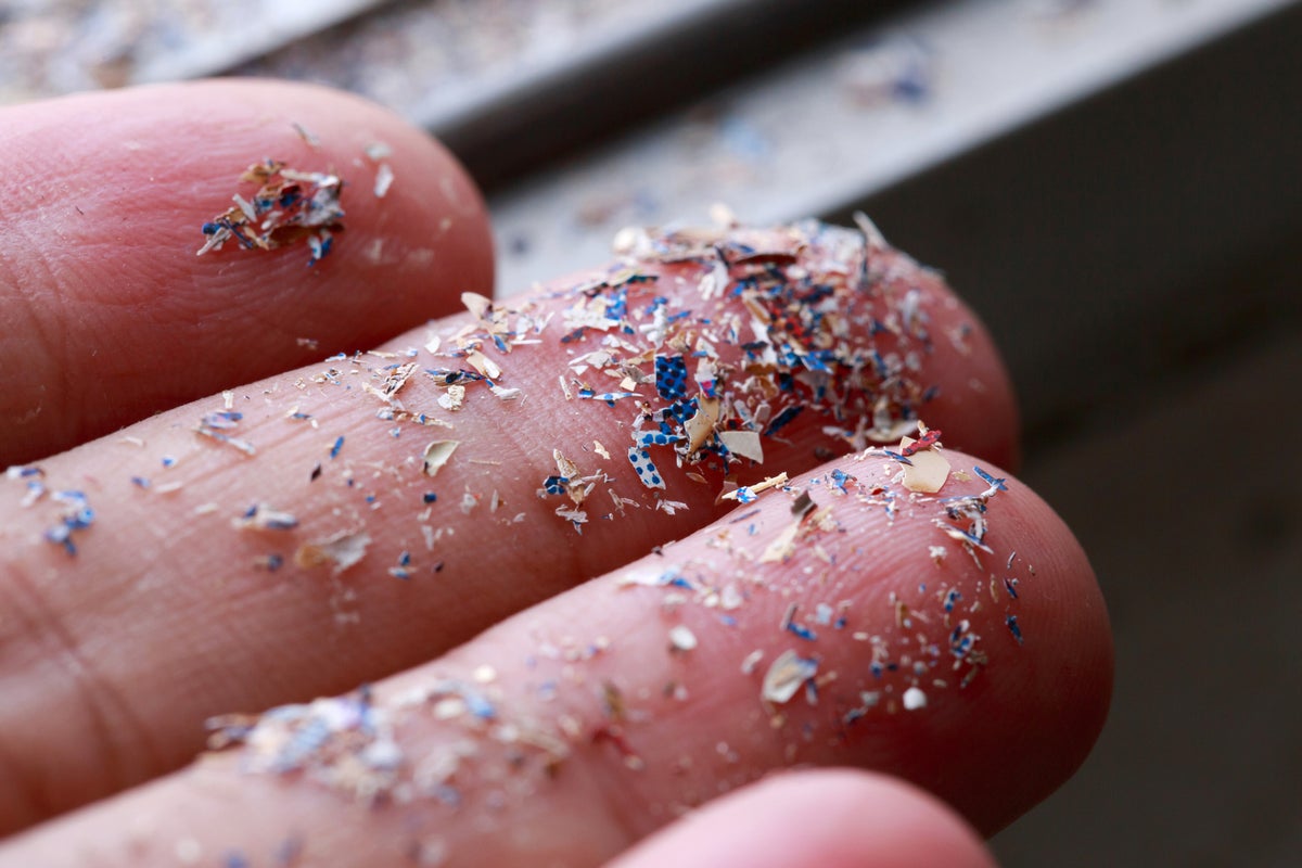 Scientists fear Britain’s entire food chain is contaminated as study finds microplastics in bugs