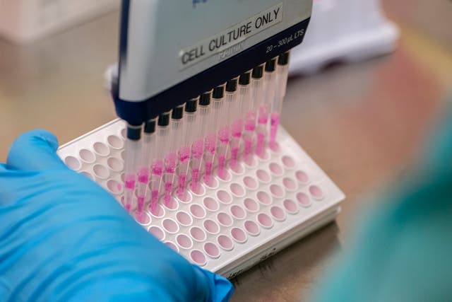 <p>A pipette is used to wash serum cells separated from the blood of vaccinated mice</p>