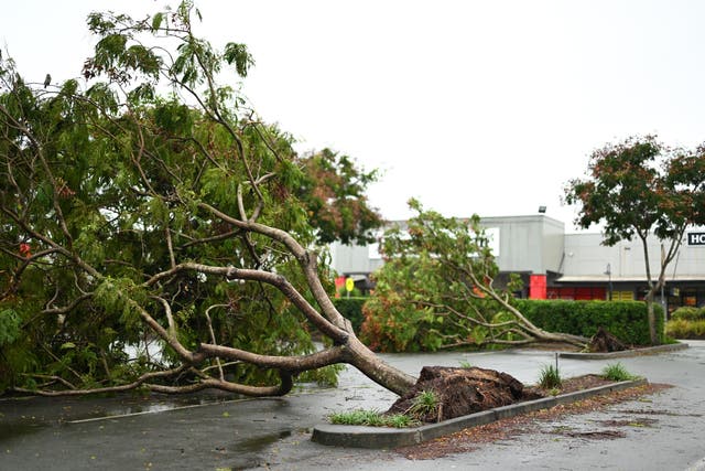 <p>Fallen trees are seen at a retail precinct in the suburb of Everton Park on 10 March 2025 in Brisbane, Australia. Persistent flooding has raised concerns of water-borne diseases</p>