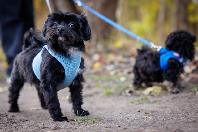 <p> Swiss police have rescued two dogs and arrested a man suspected of the dognapping (file image)</p>