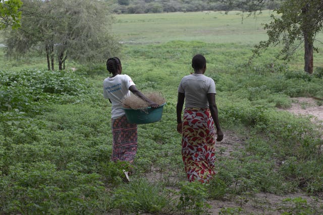 <p>Women in Zambian villages are forced into exploitation as the worst drought in decades takes its toll</p>